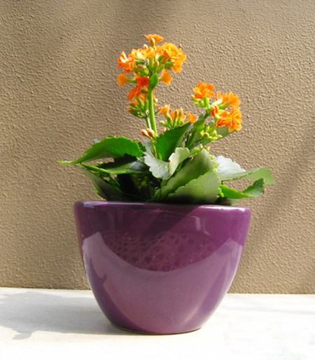 长寿花的风水摆放(长寿花的风水摆放图片)