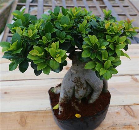 榕树盆景怎么嫁接图解