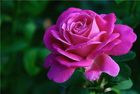 月季花苞未开就枯萎是什么原因