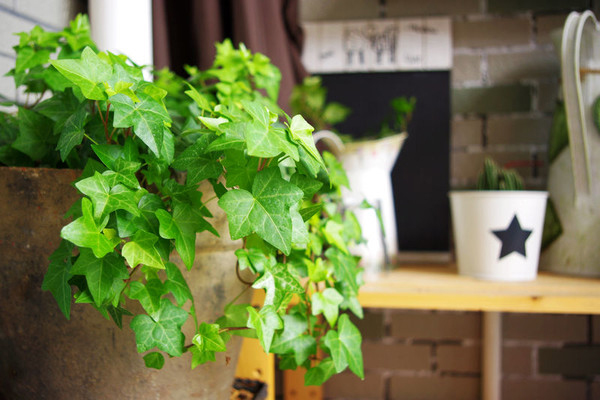 常春藤掉叶子怎么办(常春藤叶子都掉光了还能活吗)