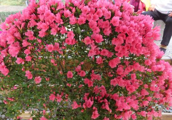 杜鹃花浇水可以放醋吗适量方醋改善酸碱度需注意浓度(杜鹃花浇水加白醋可以吗)