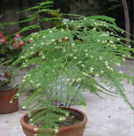 文竹可以浇白糖水吗(文竹喂白糖的正确方法)