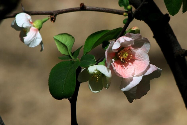 橄榄花的功效与作用(橄榄花茶的功效)