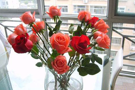 玫瑰花的水养方法和注意事项