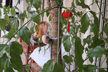 幸福树烂根了还有救吗