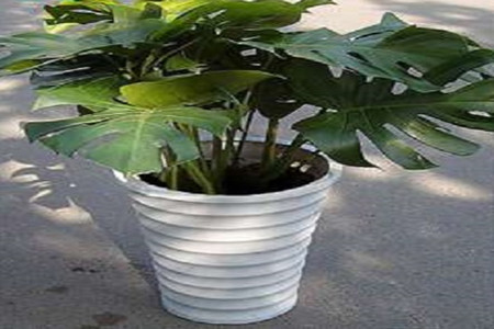 龟背竹怎样开背多