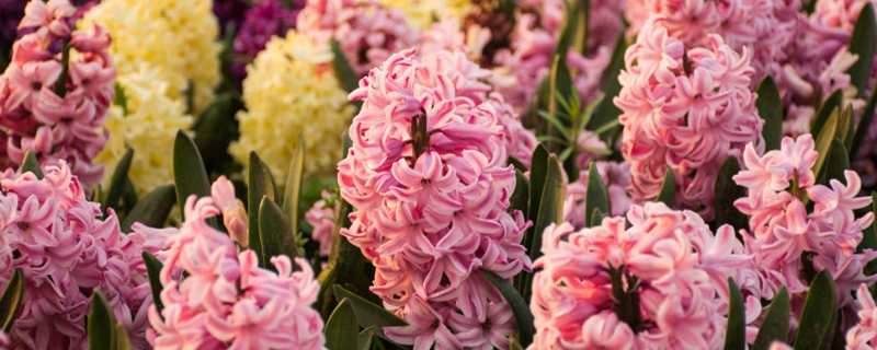 风信子能在家里养吗