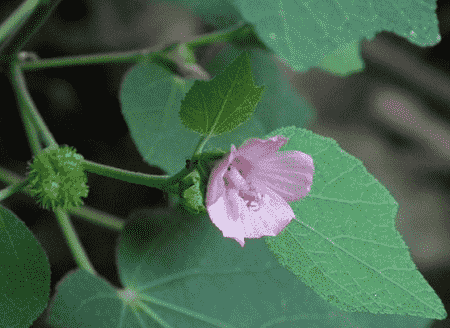 地桃花的功效与作用(地桃花的功效与作用及禁忌)