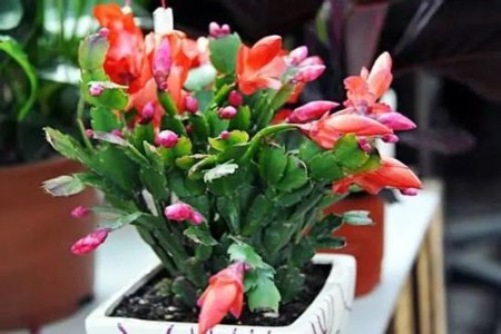 蟹爪兰夏天浇水方法