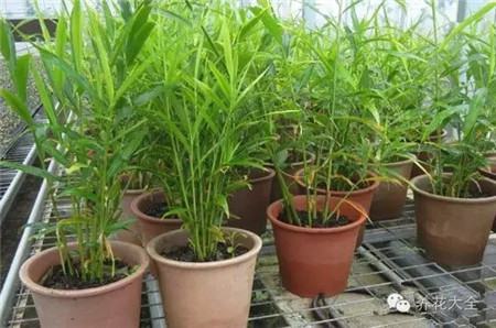 种姜用什么做底肥料好