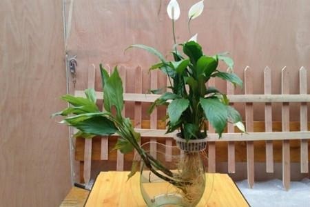 水培白掌叶子发黄什么原因