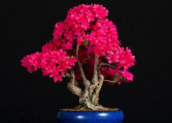 杜鹃花浇水加白醋可以吗