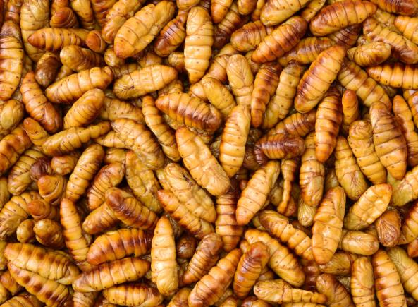 蚕蛹里面的黑东西能吃吗什么样的蚕蛹不能吃(蚕蛹里面那个黑的有毒吗)