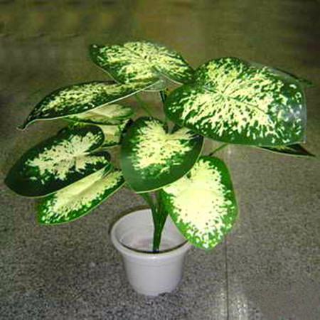 花叶万年青怎样繁殖