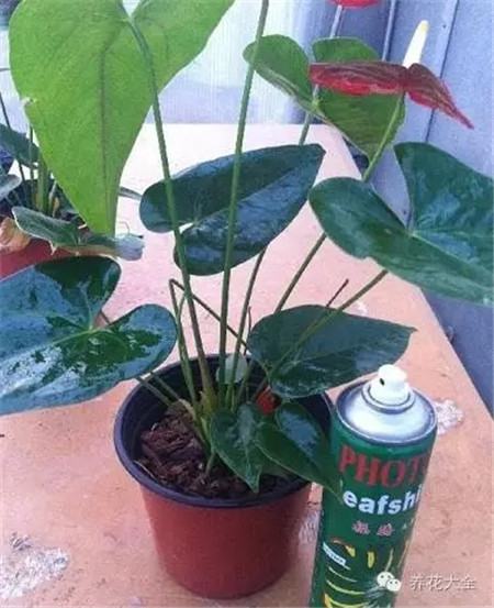 某些花卉市场花长得好的“猫腻”(花卉市场的花便宜吗)