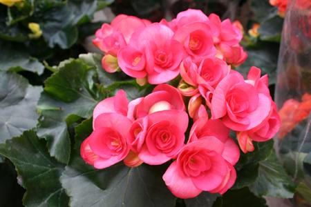 家里放什么植物最旺财带来美好的寓意和风水