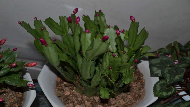 蟹爪兰夏天怎么浇水(蟹爪兰夏天浇水方法)