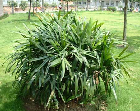 棕竹种子怎么种植