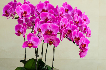 蝴蝶兰用什么土栽培最好贴吧