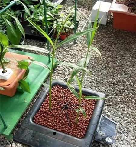 种姜用什么做底肥料好