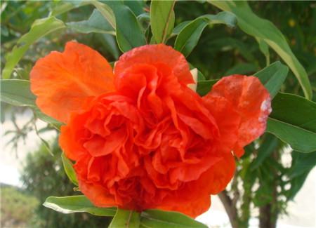 石榴花的花期管理(石榴花期是几月份)