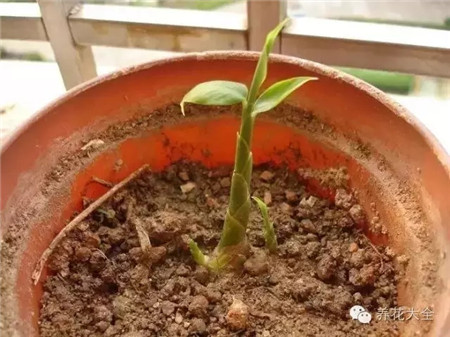 种姜用什么做底肥料好