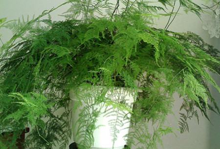 文竹喂白糖的正确方法