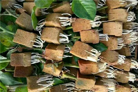 现在扦插别用土一块海绵呼呼冒白根100%服盆！(海绵扦插怎么取下来)