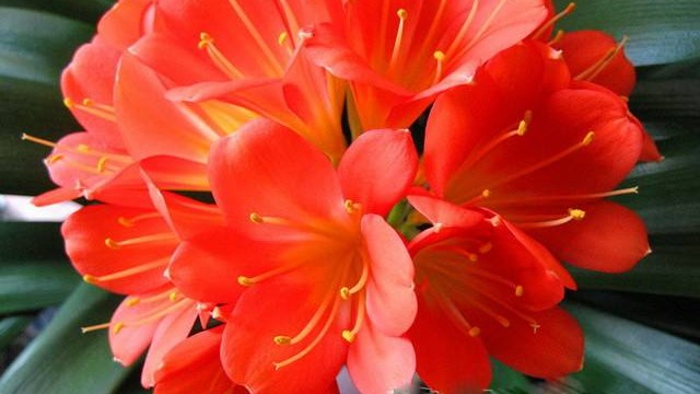 用啤酒养君子兰(用啤酒养君子兰可以吗)