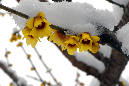 腊梅花放在家里吉祥吗