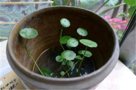 铜钱草的水培方法铜钱草水培步骤及养护注意事项(铜钱草怎么养水培)