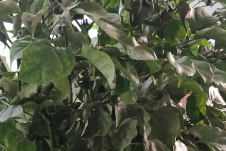 幸福树烂根能自愈吗烂根了补救处理方法(幸福树烂根了还有救吗)