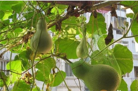 葫芦怎么施肥(小葫芦施肥)