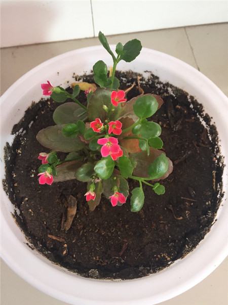 长寿花一盆里养几株好(长寿花几个一盆好看)