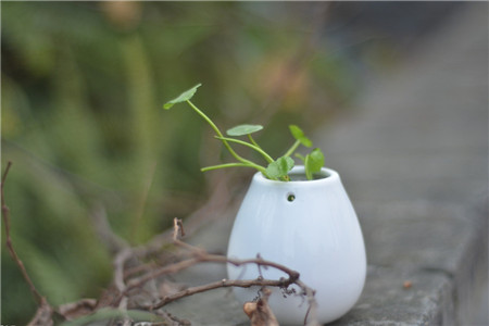 铜钱草怎么养水培