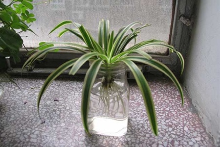 吊兰种类名称图片大全