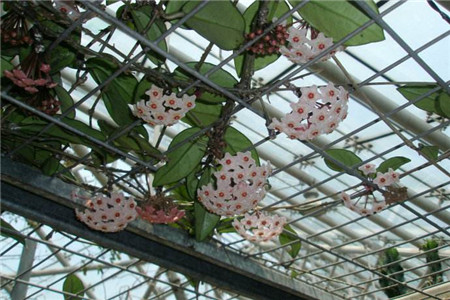 球兰怎么养才能开花