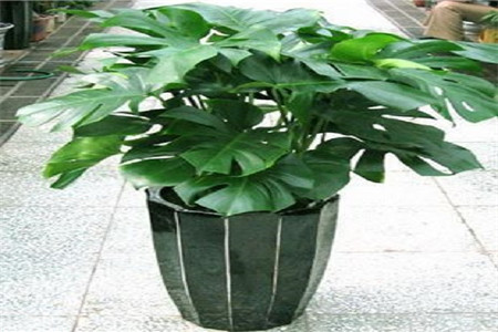 龟背竹怎样开背多