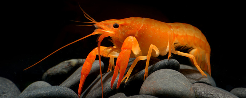 小虾怎么养养小虾有什么注意事项(如何养小虾)