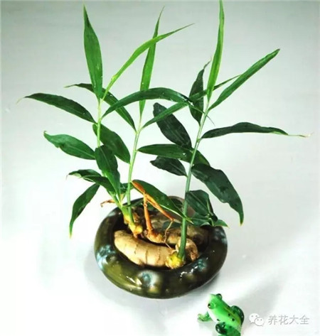 种姜用什么做底肥料好