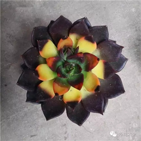 花卉市场的花便宜吗