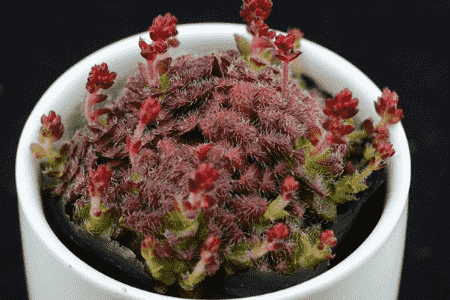 毛海星的功效与作用