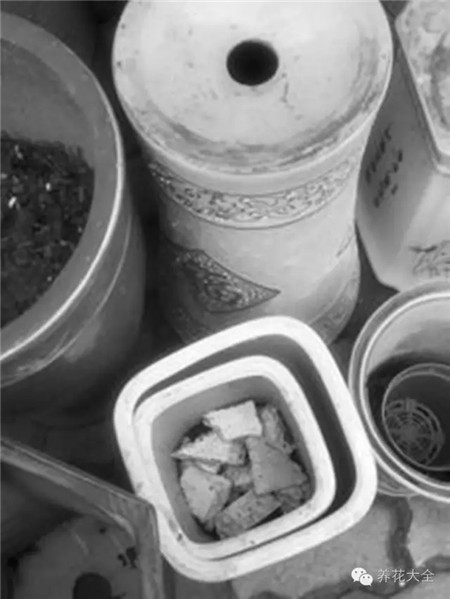 花卉市场的花便宜吗