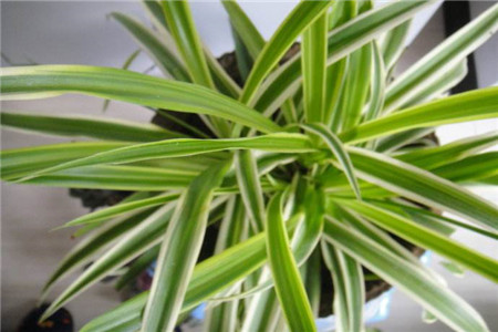 吊兰种类名称图片大全