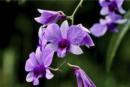 锈水怎么浇花(铁锈水浇什么花)