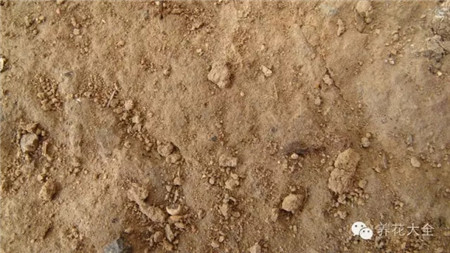 花卉市场的花便宜吗