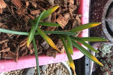 葡萄风信子叶片发软