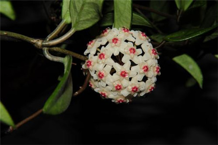 球兰怎么养才能开花