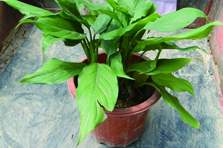 家里放什么植物最旺财带来美好的寓意和风水