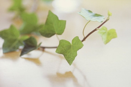 常春藤叶子都掉光了还能活吗